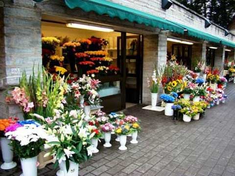 北京辦公室花卉